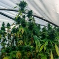 U Kraljevu zaplenjeno 40 kilograma kanabisa, uhapšen muškarac