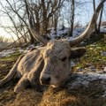 Srbija i priroda: Krčedinska ada - „dunavski safari" na kojem se odvija drama