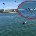 Turisti snimili obračun orke i velike bele ajkule: Prvi put viđeno, borba trajala 2 minuta, jedna zver završila kao ručak…