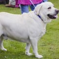 Životinje: Zašto su labradori debeljuškasti i jesu li krivi njihovi geni