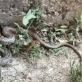 Najezda zmija na ostrvu u Jadranu: Čudno se ponašaju - građani u panici
