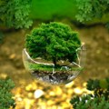 Obeležen Svetski dan zaštite životne sredine: Obnavljanje i zaštita zemljišta od degradacije(AUDIO)