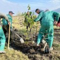 I građani učestvuju u sadnji drveća: Šumska uprava Vršac organizuje akciju sadnje 10.000 stabala