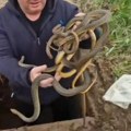 Šok u Merošini uoči Uskrsa! Ljudi zavirili u šaht, prizor ih paralisao - unutra 6 zmija: Za scenu koja je usledila malo ko ima…