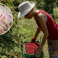 Kolike su dnevnice berača voća u Srbiji? Sezona samo što nije počela, evo šta se najviše plaća