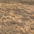 Upotreba herbicida u srpskoj poljoprivredi: 'Prskaj, nema veze'
