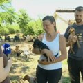 Marija i Miloš deceniju i po spasavaju napuštene pse: Nedostatak podrške veliki problem, ali - ne odustaju