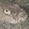 Ova riba iz noćne more krije se ispod peska, a ako nagazite na nju, možete doživeti nesnosan bol na plaži