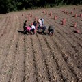 Evropi preti nestašica krompira: Tona ovog povrća dostigla 250 evra, da li je to šansa za srpske proizvođače