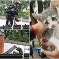 (Foto) svaki život je dragocen Zrenjaninski vatrogasci spasili mače sa nepristupačnog krova