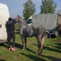 Šta smo zabeležili na stočnoj pijaci: Moderni džambas za pastuva traži 1.900 evra