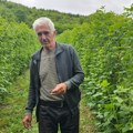 Realno bi bilo da cena bude 500 dinara: Milivoje iz Polimske doline gaji maline na 70 ari, sve je spremio i čeka berbu (foto)