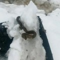 Zmija u snegu kod Kuršumlije, narodno verovanje kaže da je to ZNAK: Naši preci bili su sigurni da donosi ovo