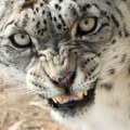 Približila se snežnom leopardu da bi ga fotografisala, pa je napao