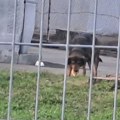 Drama u Zemunu: Roditelji upozoravaju na agresivnog psa u dvorištu osnovne škole, evo šta smo mi tamo zatekli
