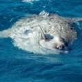 Neverovatan izum kineskih naučnika: Robotske ribe gutaju mikroplastiku i prečišćavaju vodu