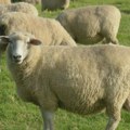 Na teritoriji Kosova zabranjen promet ovaca i koza nakon pojave boginja malih preživara