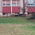 Čitaoci javljaju: U naselju Dubočica aktivisti SNS idu od vrata do vrata i pitaju stanare za koga će da glasaju