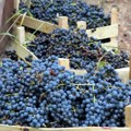 Grožđebal donosi vina, kuglof i zanatske štandove: Evo šta ne smete da propustite u Karlovcima sledeći vikend