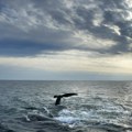Island obustavlja lov na kitove do kraja avgusta, aktivisti traže trajnu zabranu