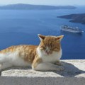 Korona masovno ubija mačke na Kipru, veterinari im daju anti-kovid pilule za ljude