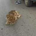 Na putu kod Subotice pronađen lav, pa se hitno oglasili iz ZOO vrta: „Nije od nas pobegao!“