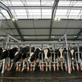 "Stočari nisu industrijalci i krave nisu otpad": Evropska unija je odlučila o tome da li goveda zagađuju okolinu