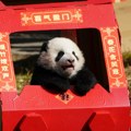 Kina obnavlja "panda" diplomatiju: Peking planira da pošalje ovoj državi poseban poklon kao znak smanjivanja tenzija!