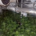 Hapšenje u Kragujevcu: Proizvodili marihuanu u kućnoj laboratoriji