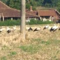 Prelepa slika iz Topole, jato roda sletelo podno Oplenca (VIDEO)