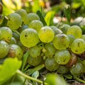 Hitno se povlači voće uvezeno iz Italije u Hrvatsku i Sloveniju: Izaziva neplodnost i opasno je za decu!
