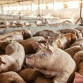 БРУТАЛНО! Радници на фарми свиња газе по МРТВИМ прасићима: Камера зебележила још једну ЗЛОСТАВЉАЧКУ СЦЕНУ