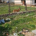 "A kako mi sada da izađemo iz kuća i dvorišta?": Vlasnički pas ujeo dečaka (4) kod Prokuplja, ljudi u strahu