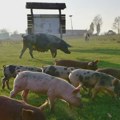 Pokušali da ukradu metalne cevi sa farme svinja