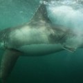 Blizu popularnih plaža primećena velika ajkula: Predator težak 192 kilograma vreba u mutnoj vodi!