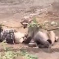 (Uznemirujući video) Lavica napala muškarca! Oborila ga na zemlju, pa mu zarila kandže u telo: Ležao u krvi, ljudi posmatrali…