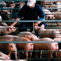 U dve beogradske opštine kopaju se jame zbog afričke kuge svinja: Kreće eutanazija, evo šta je zabranjeno