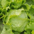 Čak ni tri puta oprana salata možda nije ni približno čista koliko mislite, upozoravaju stručnjaci