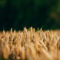 Predlozi za otporniju poljoprivredu