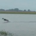 „Vojvođanski delfini“: Prizor poplavljenog Futoga posvađao ljude na mrežama