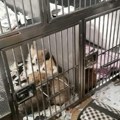 Krijumčari pasa otkriveni na Gradini, sprečen šverc 21 psa