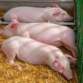 Pobijeno: 1.000 svinja u Bijeljini zbog afričke kuge Hitno se oglasilo ministarstvo: "Kasno sinoć završena je eutanazija"