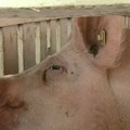 Čačansko selo Bresnica i kraljevačko Tavnik područja zaraze afričke kuge svinja