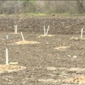 Srednjoškolci posadili stotinu voćaka i dve stotine cvetnica u Futogu