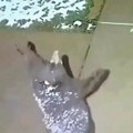 Да ли сте икада видели медведа како се радује јер пада снег? Као дете да гледамо, шири шапе, и не зна шта ће од среће