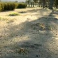 Posečena stabla koja su posađena u znak prijateljstva Srbije i Azerbejdžana