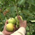 U toku berba jabuka u kraljevačkom kraju, zbog vremenskih neprilika rod podbacio