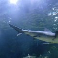 Opasne nemani menjaju staništa! Velika bela ajkula uočena sve bliže obalama, uskoro stižu i čekićari - evo šta ih vuče ka…