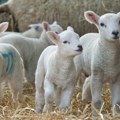 Stočare čekaju nova pravila - predviđene oštre kazne
