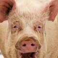 Haos zbog afričke kuge Klanje svinja je dozvoljeno samo u ovim mestima uz dozvolu veterinara